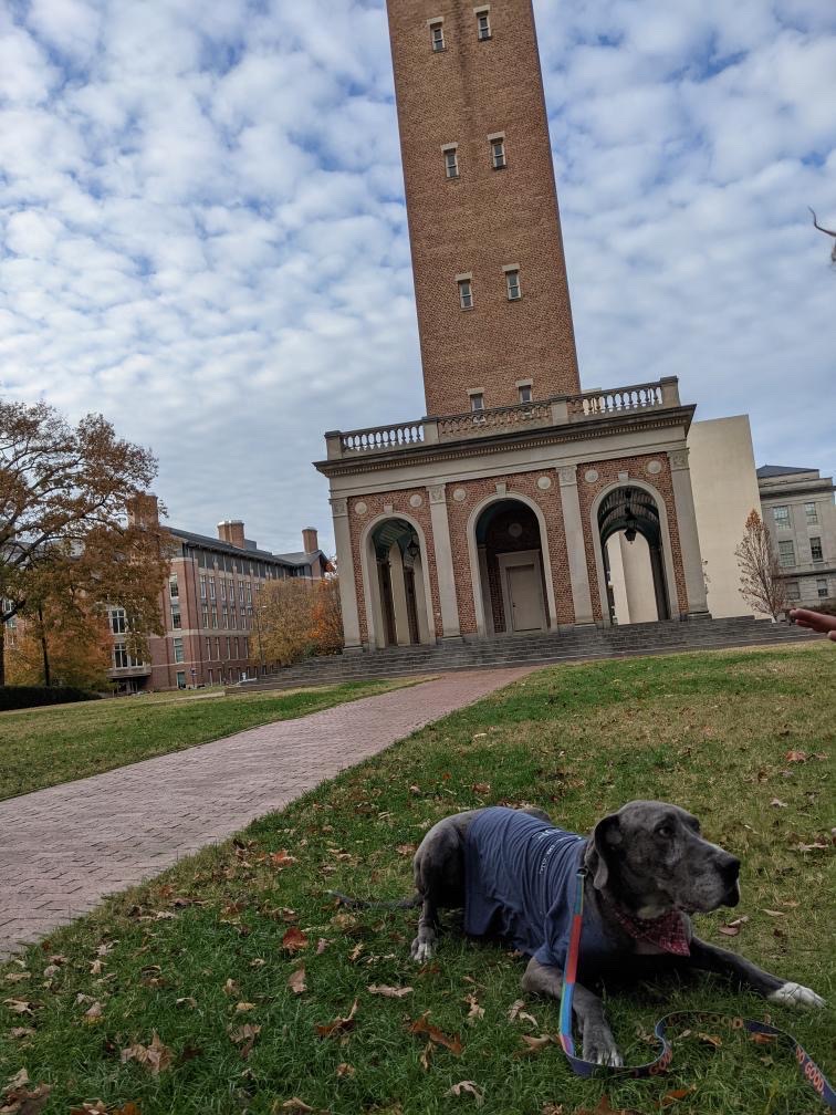 Blue lying on the grass but alert, in front of the UNC Bell Tower