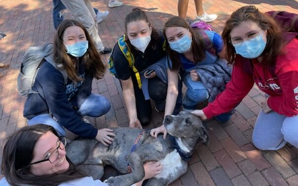 Group of five students (four masked) all petting Blue the Great Dane, who is lying down and looking content in the middle of the circle