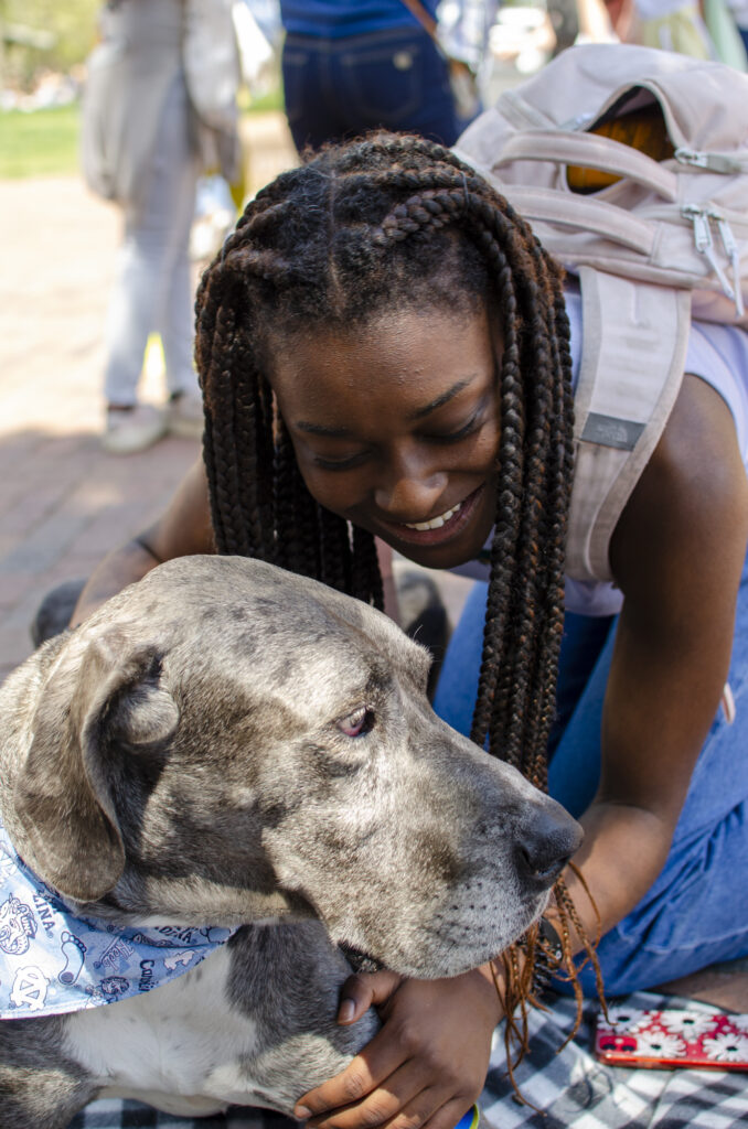 A beaming, kneeling student leaning forward and hugging Blue the Great Dane