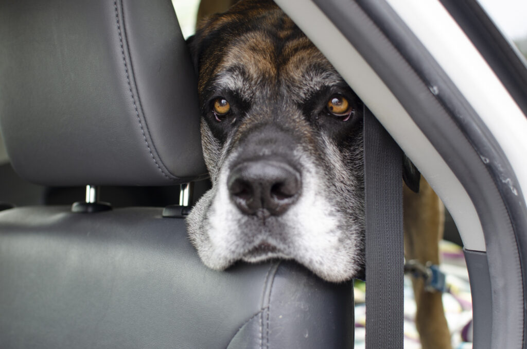 Macie the Mastiff's head is draped over the back of the car seat, while she waits patiently to arrive on campus and spread her puppy love