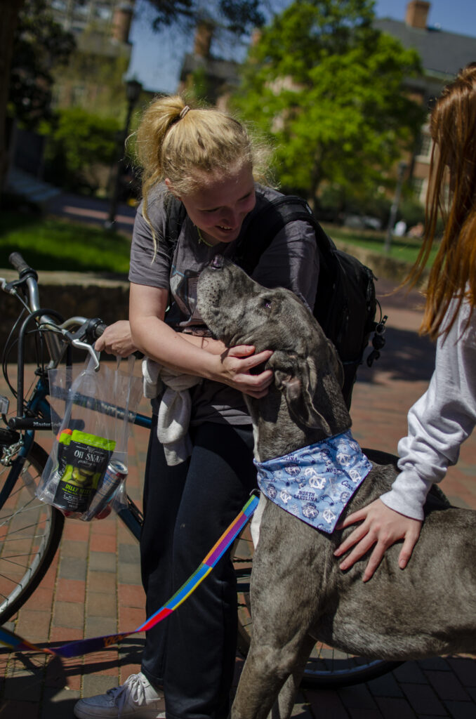 A student with a bicycle petting Blue the Great Dane, who is stretching her neck so that her nose is nearly as high as the student's chin