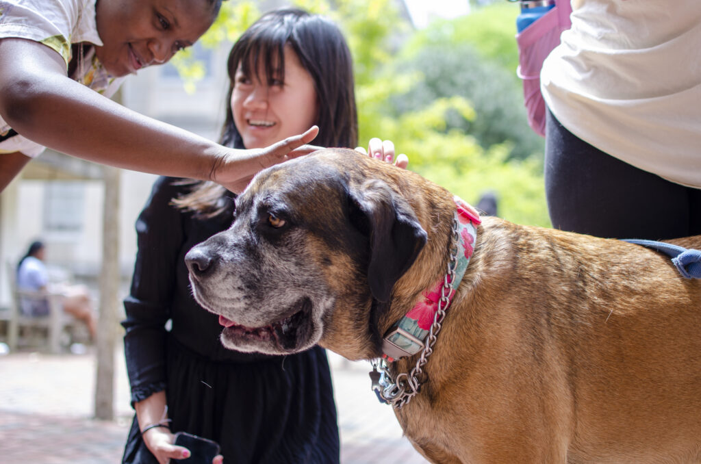 Two students with Macie the Mastiff. Both are smiling and one is looking at the other.