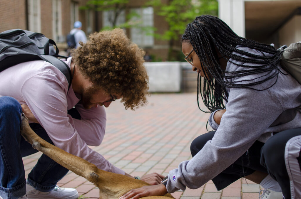 Two students squat down on either side of Macie who is lying on her side on the ground, with one paw on a student's leg