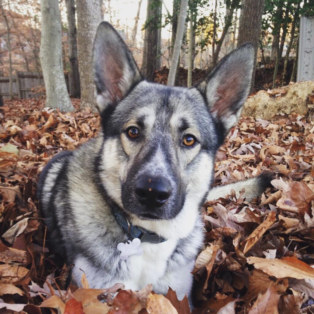 Close up of Riley the German Shepherd lying in a yard full of leaves, looking at the camera