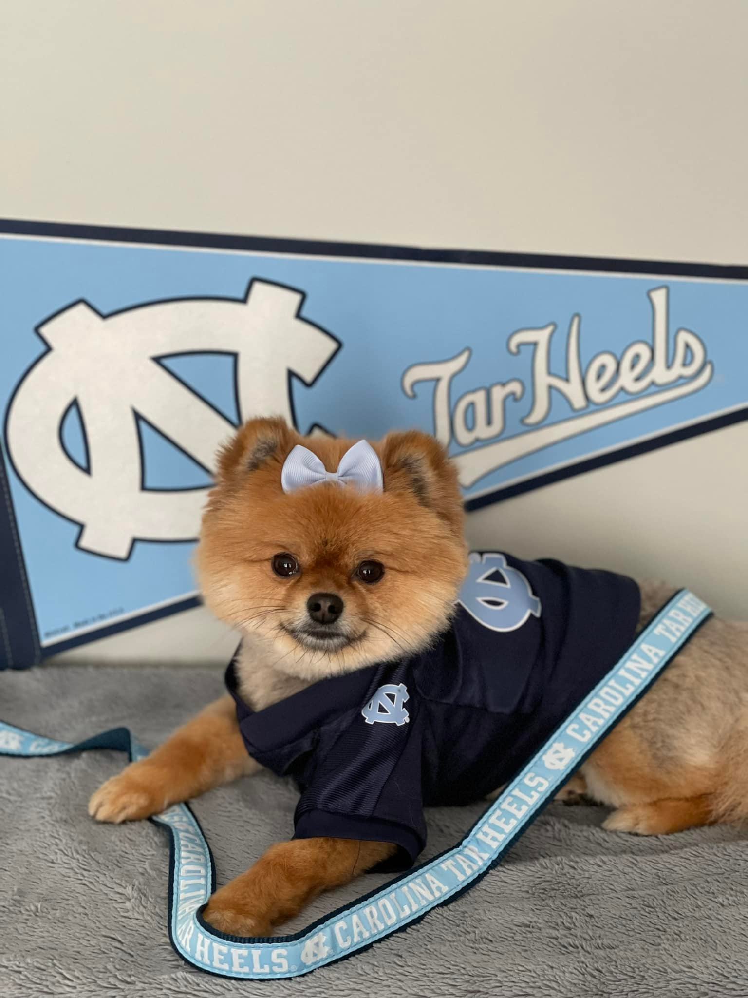 A tiny Pomeranian wearing a UNC sweater, a teeny Carolina blue ribbon on her head, with a Carolina leash draped over her, lying on a grey rug in front of a UNC Tar Heels pendant 
