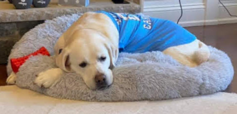 Misty relaxing on her bed at home, wearing a UNC dog shirt