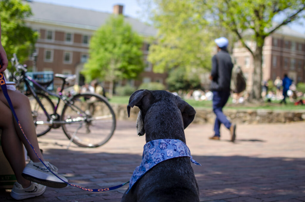 Blue the Great Dane is sitting on the edge of a large bricked area, looking away from the camera at students walking by in the distance.
