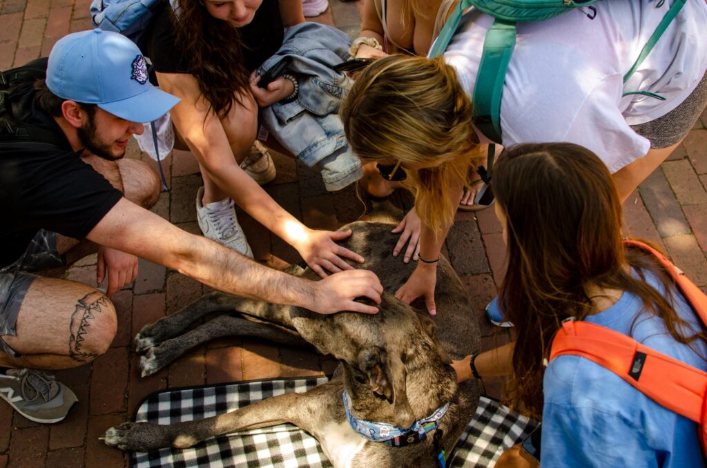 Five students squatting in a circle around Blue the Great Dane who is lying down in the middle. Each student has a hand on Blue, petting him.