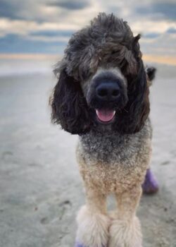 Miles the Service Dog (a full sized grey and black poodle) standing on the beach, looking at the camera. The wind is blowing his poofy head fur toward the ocean, which is in the background on the left side of the picture. A blue sky with puffy white clouds is in the background across the top of the picture.