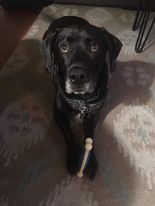 Oscar Mayer, a black lab / basset hound mix is at home, lying doown with a toy bone clutched between his front paws. He is looking up at the camera.