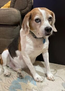 a small beagle sitting on a carpet in front of a couch, looking at the camera with droopy eyes