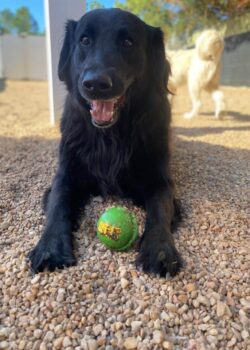Duke, a medium sized black dog with long hair is sitting in an area full of pebbles. There is a green ball between his front legs, and he's grinning at the camera.