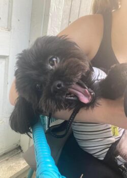 The cute small black dog in a person's arms with his head lolling to the side, mouth wide open and tongue hanging out. A completely derpy dog picture - the best kind.