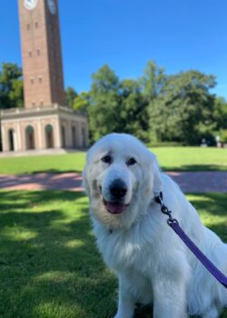 Maddie the Great Pyranees sitting in front of the Bell Tower, smiling at the camera