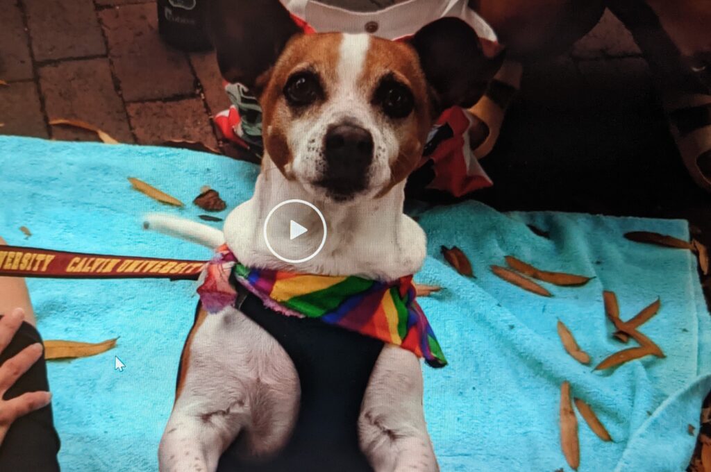 A thumbnail from a video that shows Milo the Chiweenie, wearing a harness and a rainbow bandana, looking straight at the camera