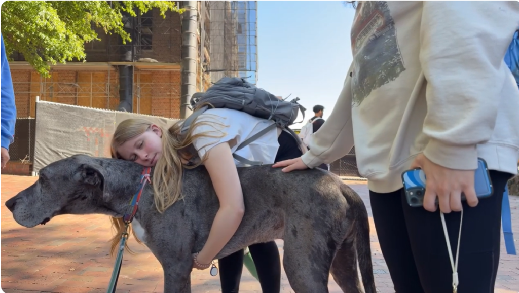 photo of person leaning over to hug a Great Dane from above